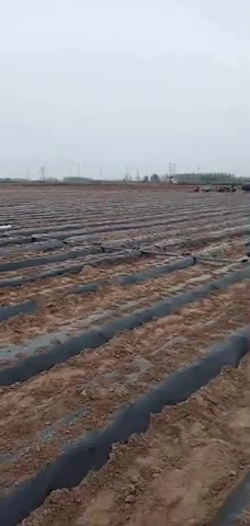 Ungiftige, biologisch abbaubare Mulchfolie aus 100 % reinem Polyethylen, hält die Bodenfeuchtigkeit und Auberginen. Gebrauchte Plastikmulchfolie für den malaysischen Markt